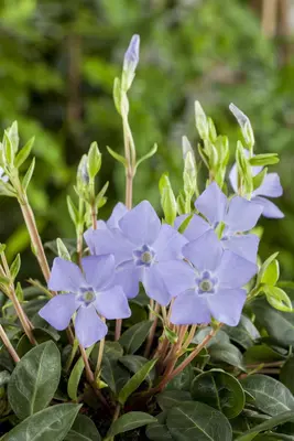 Vinca Minor (Kleine maagdenpalm) - afbeelding 15
