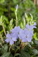 Vinca Minor (Kleine maagdenpalm) - afbeelding 15