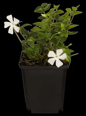 Vinca Minor (Kleine maagdenpalm) - afbeelding 4