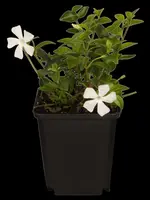 Vinca Minor (Kleine maagdenpalm) - afbeelding 4