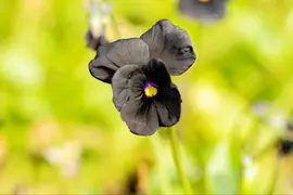 Viola cornuta 'Molly Sanderson' (Viooltje) - afbeelding 2