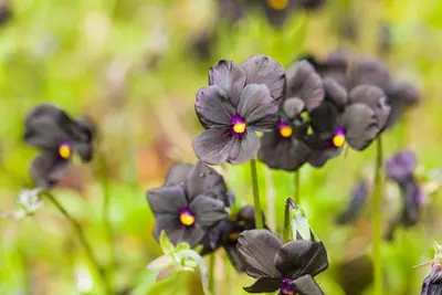 Viola cornuta 'Molly Sanderson' (Viooltje) - afbeelding 3
