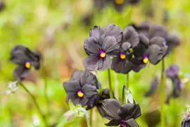 Viola cornuta 'Molly Sanderson' (Viooltje) - afbeelding 3