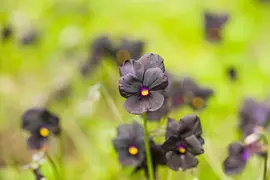 Viola cornuta 'Molly Sanderson' (Viooltje) - afbeelding 4