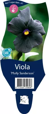 Viola cornuta 'Molly Sanderson' (Viooltje) - afbeelding 1
