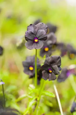 Viola cornuta 'Molly Sanderson' (Viooltje) - afbeelding 5
