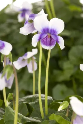 Viola hederacea (Klimopviooltje) - afbeelding 2