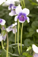 Viola hederacea (Klimopviooltje) - afbeelding 2