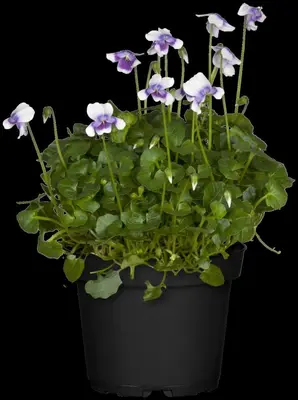 Viola hederacea (Klimopviooltje) - afbeelding 3