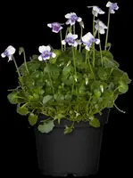Viola hederacea (Klimopviooltje) - afbeelding 3