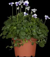 Viola hederacea (Klimopviooltje) - afbeelding 1