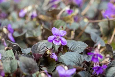 Viola Labradorica (Viooltje) - afbeelding 3