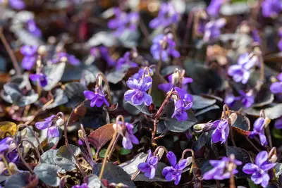 Viola Labradorica (Viooltje) - afbeelding 6