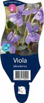 Viola labradorica (Viooltje) - afbeelding 1