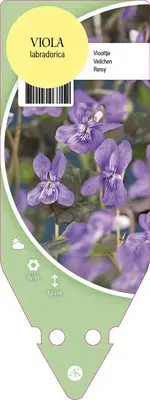 Viola Labradorica (Viooltje) - afbeelding 1