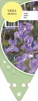Viola Labradorica (Viooltje) - afbeelding 1