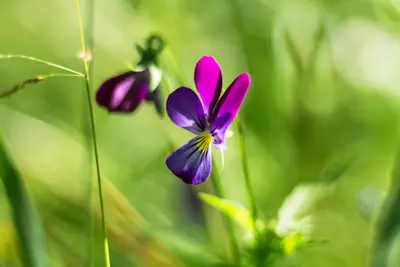 Viola labradorica (Viooltje) - afbeelding 3