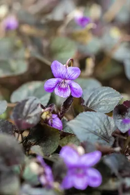Viola Labradorica (Viooltje) - afbeelding 4