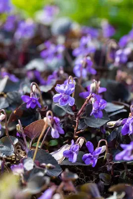Viola Labradorica (Viooltje) - afbeelding 5