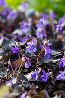 Viola Labradorica (Viooltje) - afbeelding 5