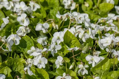 Viola Sororia Albiflora (Viooltje) - afbeelding 3