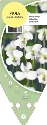 Viola Sororia Albiflora (Viooltje) - afbeelding 1