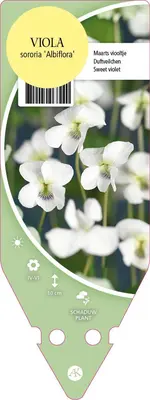 Viola Sororia Albiflora (Viooltje) - afbeelding 1