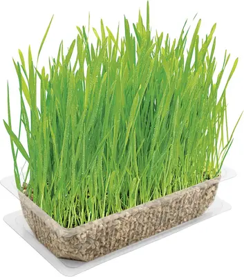 Vitakraft Kattengras 120g - afbeelding 6