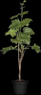 Vitis (Druif) - afbeelding 1