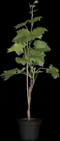 Vitis (Druif) - afbeelding 1