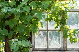 Vitis (Druif) - afbeelding 3