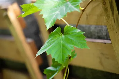 Vitis (Druif) - afbeelding 2
