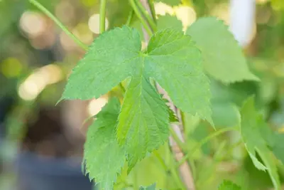 Vitis (Druif) - afbeelding 5