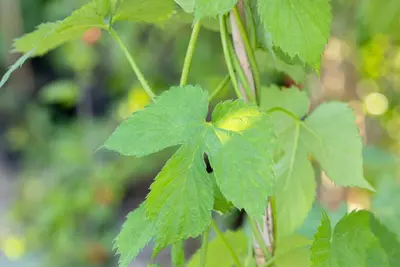 Vitis (Druif) - afbeelding 6
