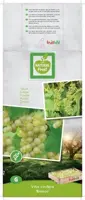 Vitis vinifera 'Bianca' (Druif) fruitplant 60cm - afbeelding 4
