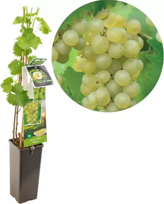 Vitis vinifera 'Bianca' (Druif) fruitplant 60cm - afbeelding 1