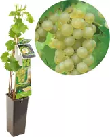 Vitis vinifera 'Bianca' (Druif) fruitplant 60cm kopen?