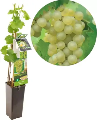 Vitis vinifera 'Bianca' (Druif) fruitplant 60cm - afbeelding 1
