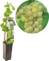 Vitis vinifera 'Bianca' (Druif) fruitplant 60cm - afbeelding 1