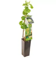 Vitis vinifera 'Bianca' (Druif) fruitplant 60cm - afbeelding 2