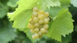 Vitis vinifera 'Bianca' (Druif) fruitplant 60cm - afbeelding 5