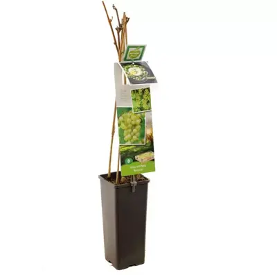 Vitis vinifera 'Bianca' (Druif) fruitplant 60cm - afbeelding 3