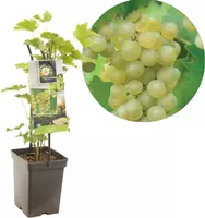 Vitis vinifera 'Bianca' (Druif) fruitplant 65cm kopen?