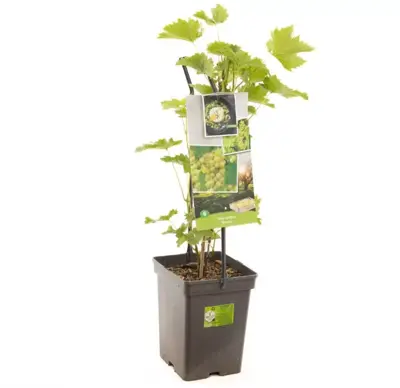 Vitis vinifera 'Bianca' (Druif) fruitplant 65cm - afbeelding 2
