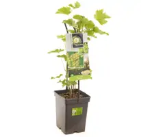 Vitis vinifera 'Bianca' (Druif) fruitplant 65cm - afbeelding 2