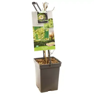 Vitis vinifera 'Bianca' (Druif) fruitplant 65cm - afbeelding 3