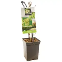 Vitis vinifera 'Bianca' (Druif) fruitplant 65cm - afbeelding 3
