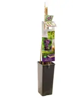 Vitis vinifera 'Boskoop Glorie' (Druif) fruitplant 60cm - afbeelding 3