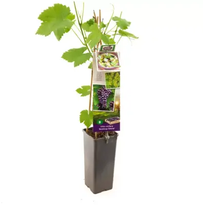 Vitis vinifera 'Boskoop Glorie' (Druif) fruitplant 60cm - afbeelding 2