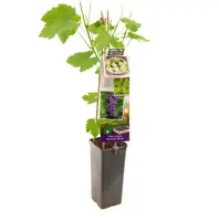 Vitis vinifera 'Boskoop Glorie' (Druif) fruitplant 60cm - afbeelding 2